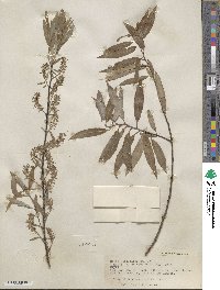 Salix petiolaris image