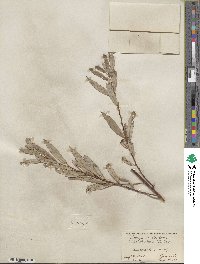 Salix petiolaris image