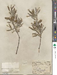 Salix petiolaris image