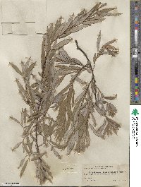 Salix petiolaris image