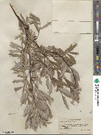 Salix petiolaris image