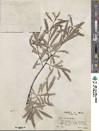 Salix petiolaris image