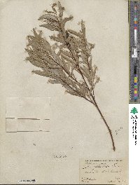 Salix petiolaris image