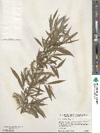 Salix petiolaris image