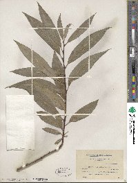 Salix petiolaris image