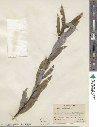 Salix petiolaris image