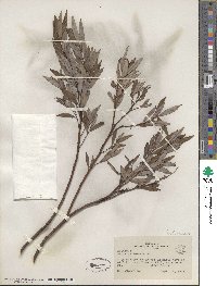 Salix petiolaris image