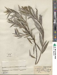 Salix petiolaris image