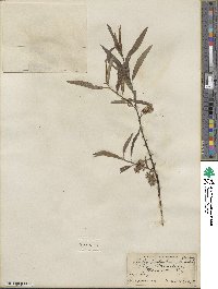 Salix petiolaris image