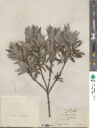 Salix petiolaris image