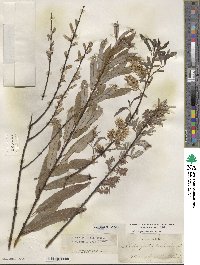 Salix petiolaris image