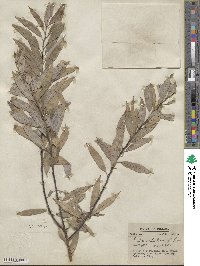 Salix petiolaris image