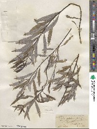 Salix petiolaris image