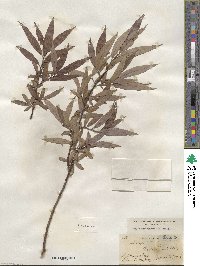 Salix petiolaris image