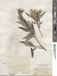 Salix petiolaris image