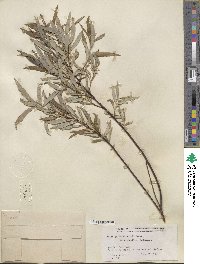 Salix petiolaris image