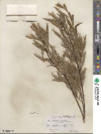 Salix petiolaris image