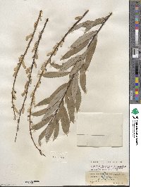 Salix petiolaris image