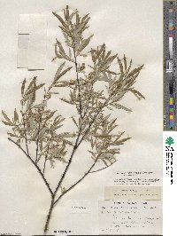 Salix petiolaris image