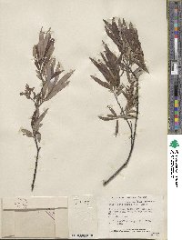 Salix petiolaris image