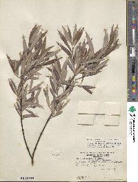 Salix petiolaris image