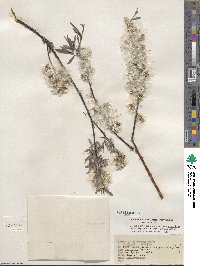 Salix petiolaris image