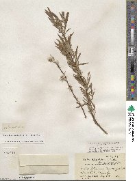 Salix petiolaris image