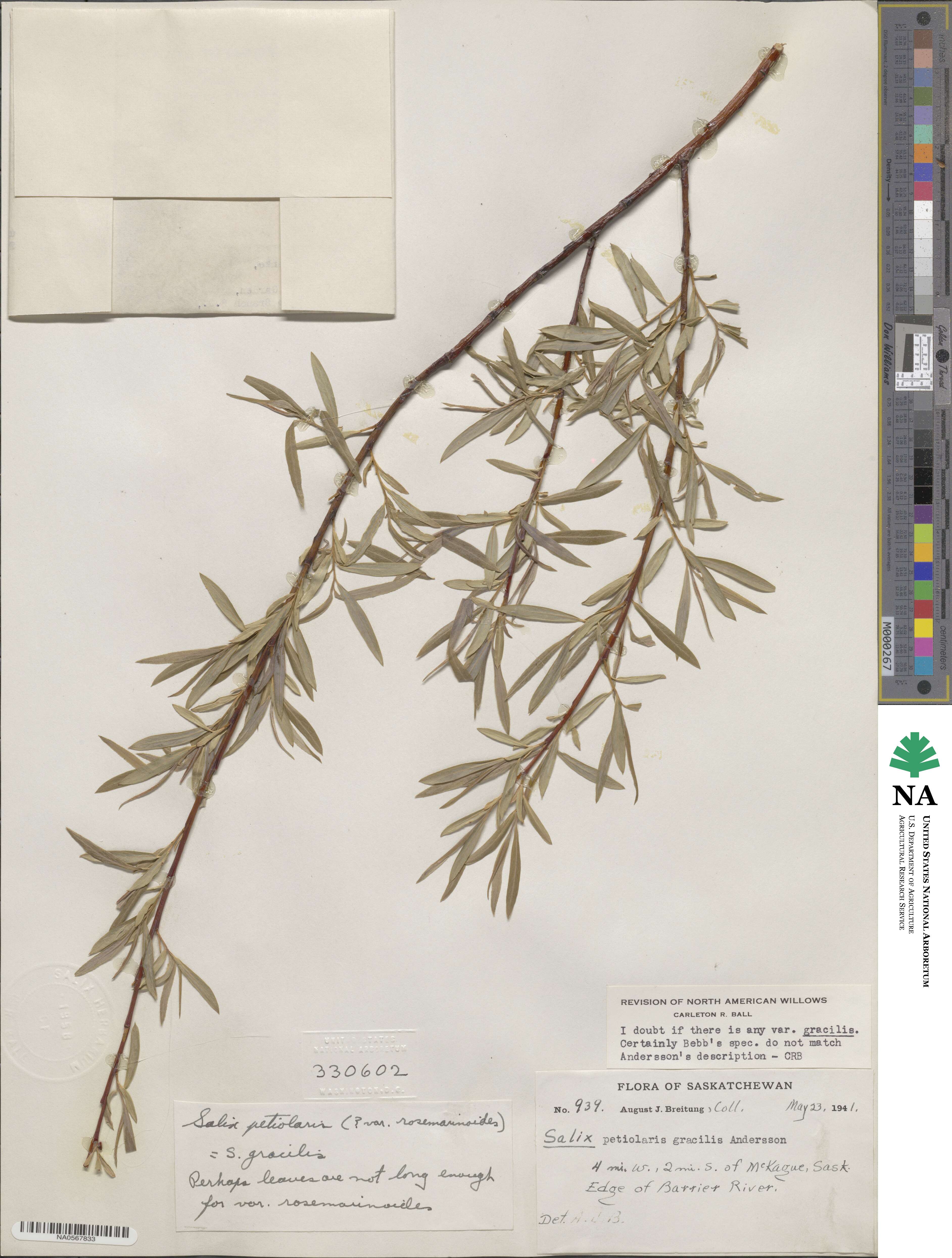 Salix petiolaris image