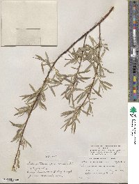 Salix petiolaris image