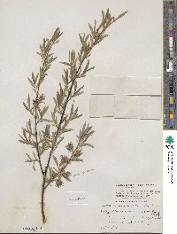 Salix petiolaris image