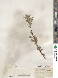 Salix petiolaris image