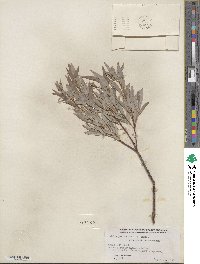 Salix petiolaris image