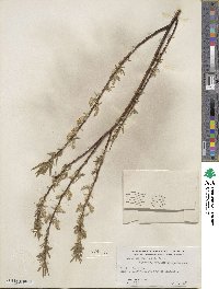 Salix petiolaris image