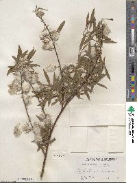 Salix petiolaris image