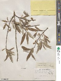 Salix petiolaris image