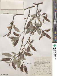 Salix petiolaris image