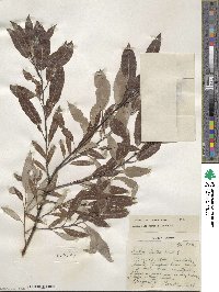 Salix petiolaris image