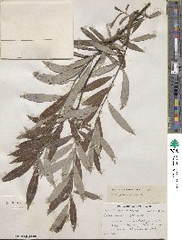 Salix petiolaris image