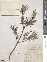 Salix petiolaris image