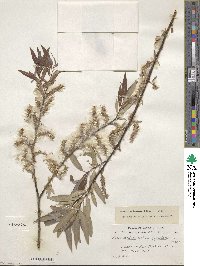 Salix petiolaris image