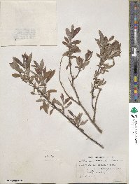 Salix petiolaris image