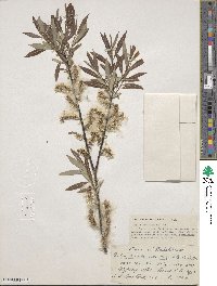 Salix petiolaris image