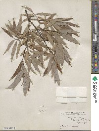 Salix petiolaris image