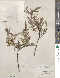 Salix petiolaris image