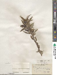 Salix petiolaris image