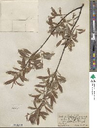 Salix petiolaris image