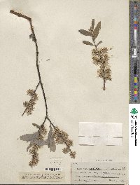 Salix petiolaris image