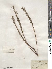 Salix petiolaris image