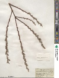 Salix petiolaris image