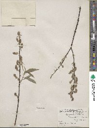 Salix petiolaris image